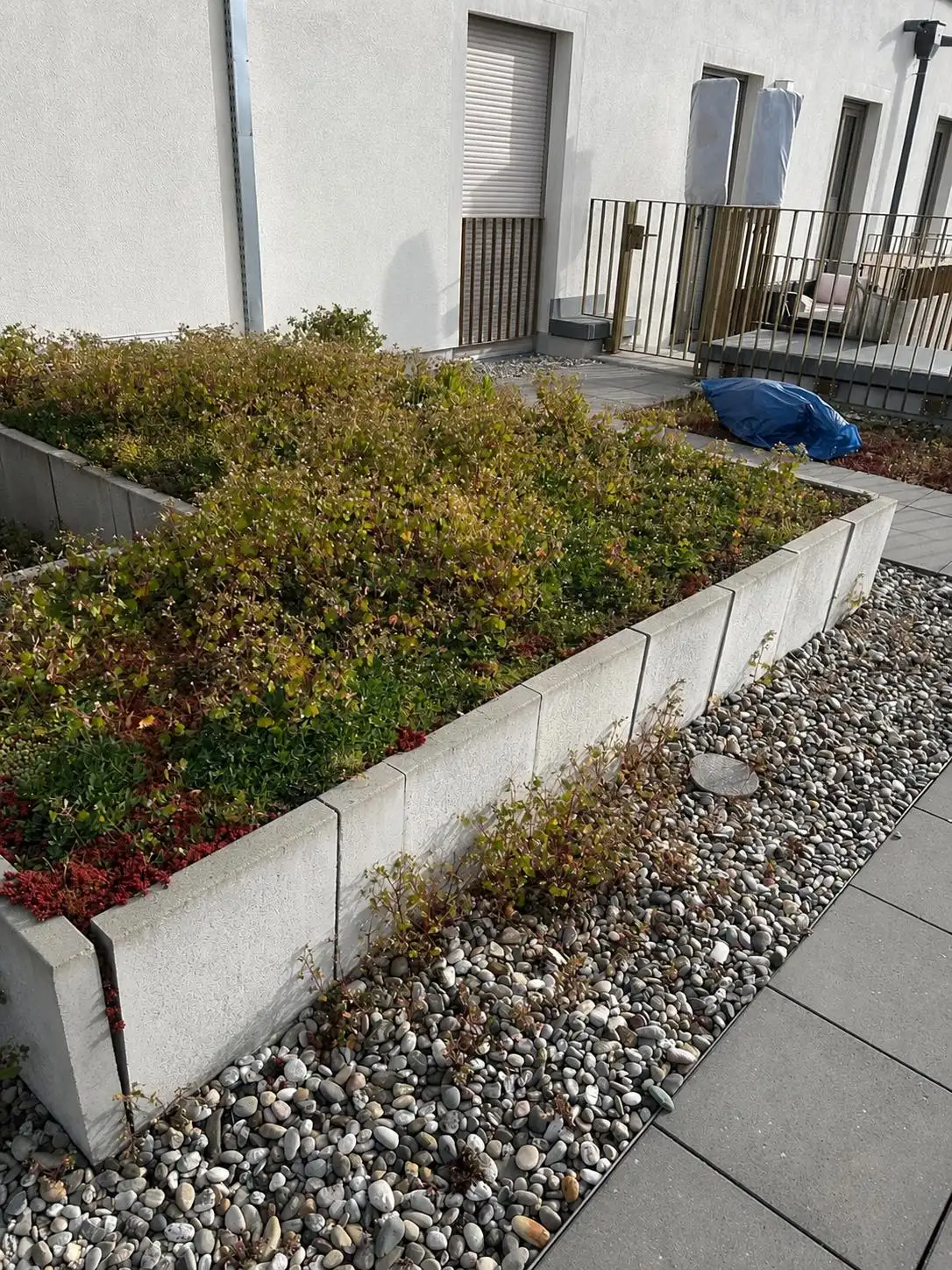 Gepflegte begrünte Dachterrasse nach Reinigung