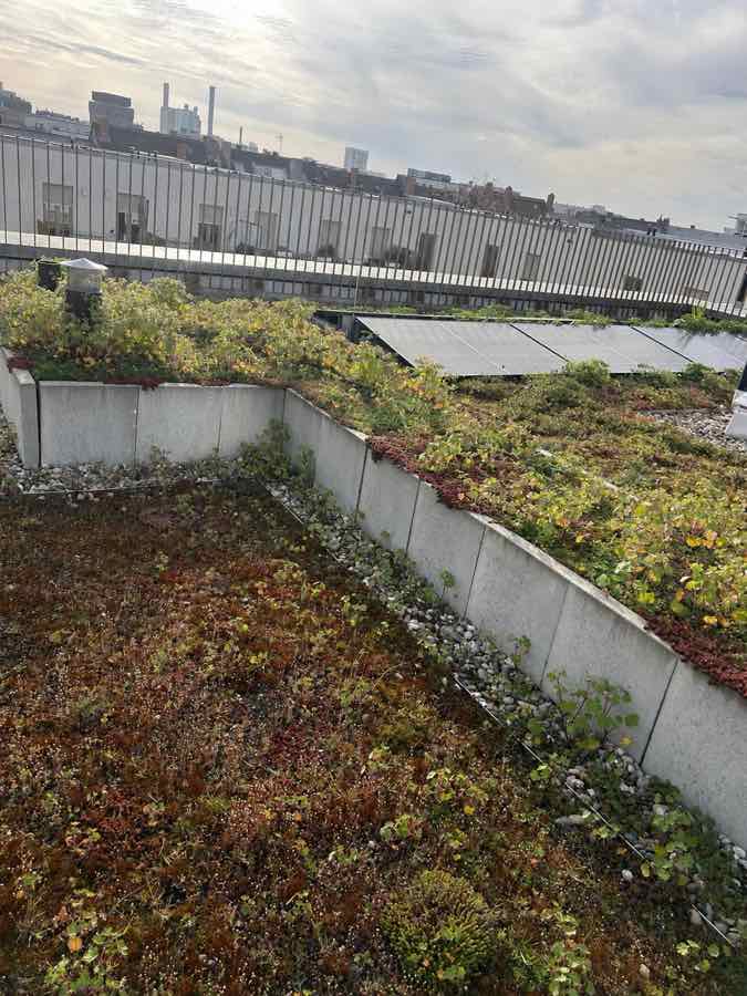 Dachterrasse mit Plattenfläche und Begrünung