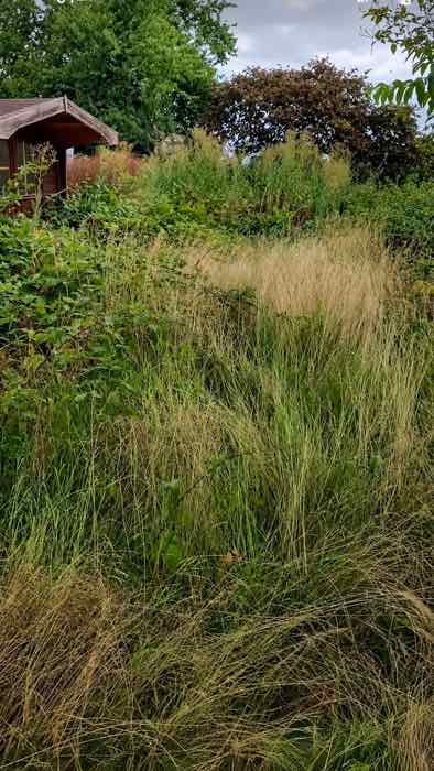 Verwilderter Garten vor der Pflege